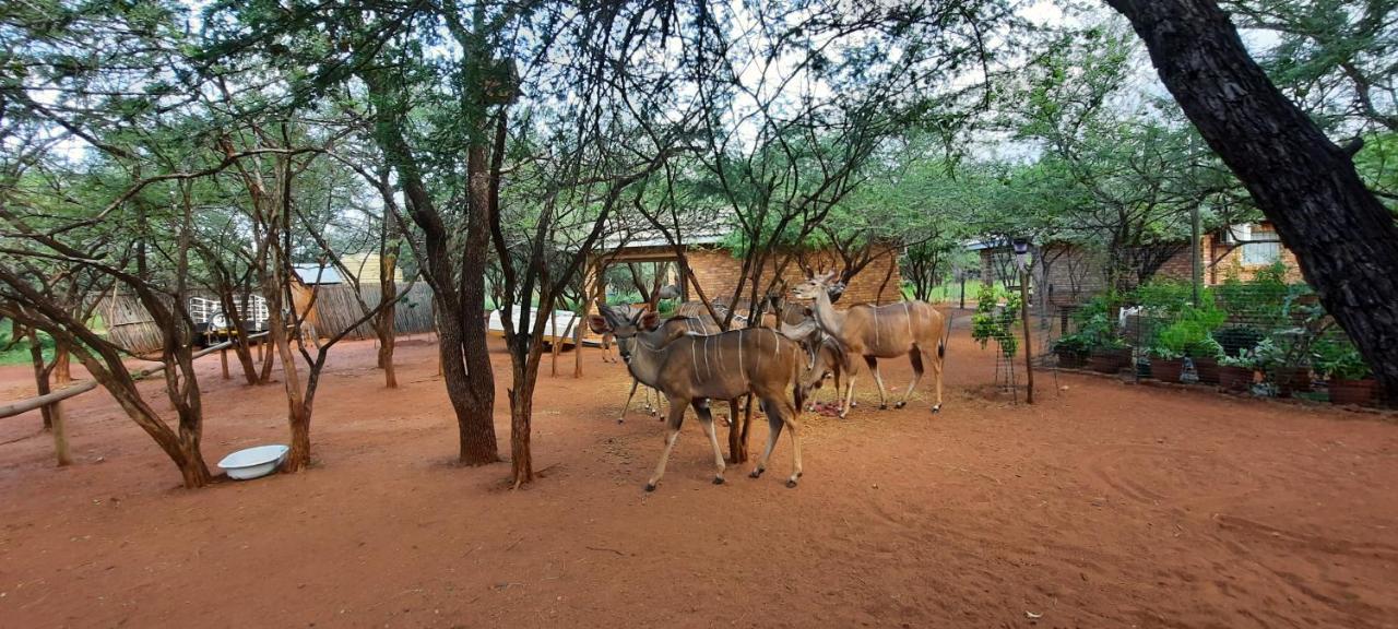 462 Bosbok Chalets Marloth Park Exterior photo