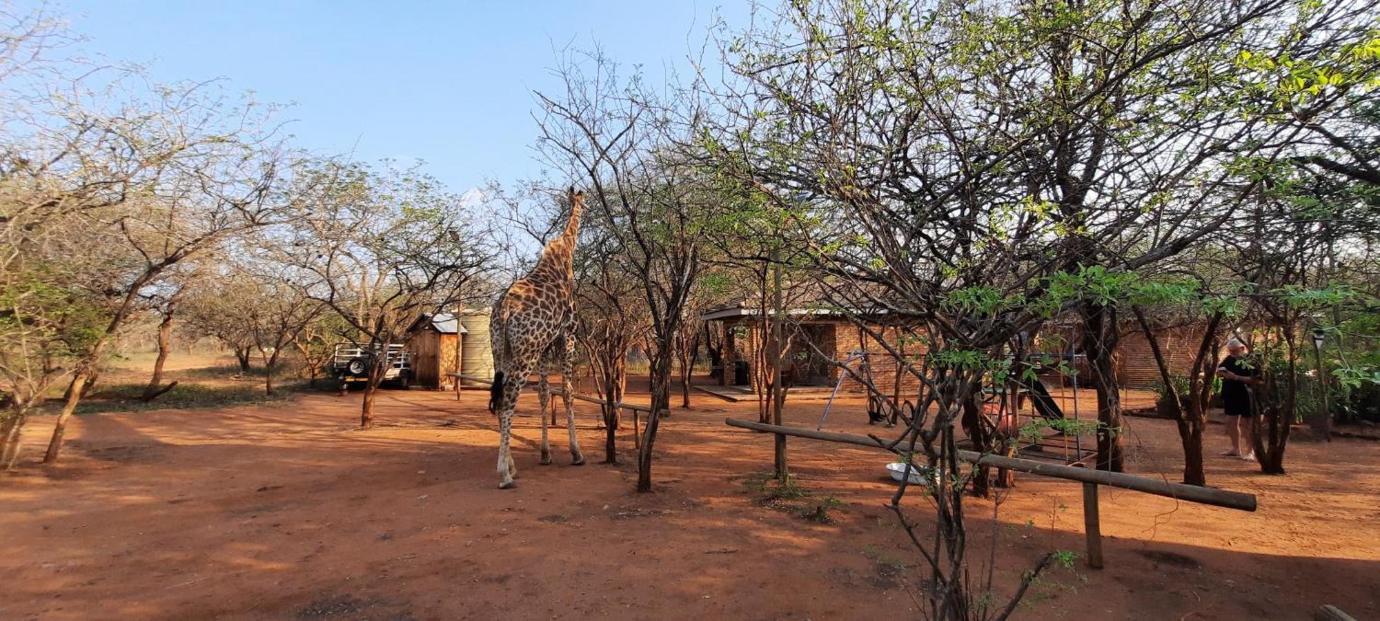 462 Bosbok Chalets Marloth Park Exterior photo